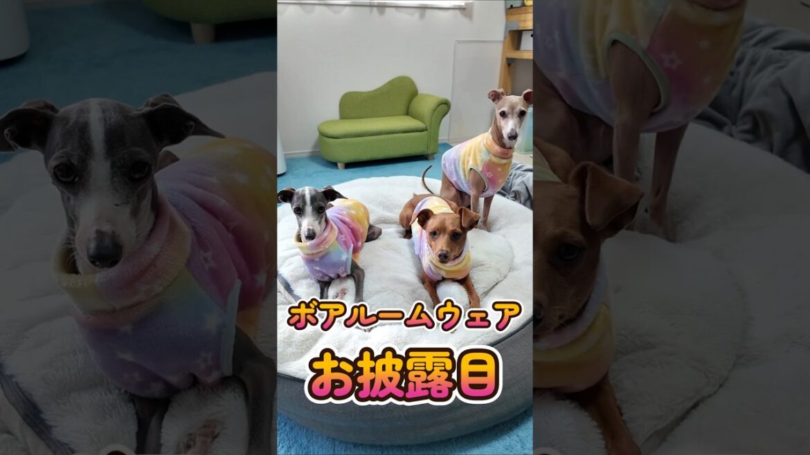 おっさんが作る犬服 : ボアルームウェア みんなでお披露目 #shorts #イタグレ #ミニピン