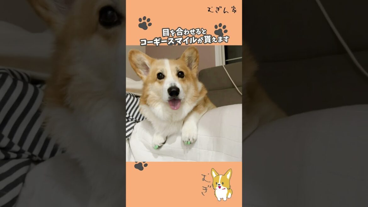 【コーギースマイル】目を合わせてほしいむぎさん【コーギー犬】