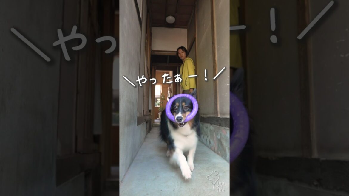 おもちゃをもらって嬉しそうなオゥシーが可愛い #ボーダーコリー #オーストラリアンシェパード #dog おもちゃをもらって嬉しそうなオゥシーが可愛い #ボーダーコリー #オーストラリアンシェパード #dog