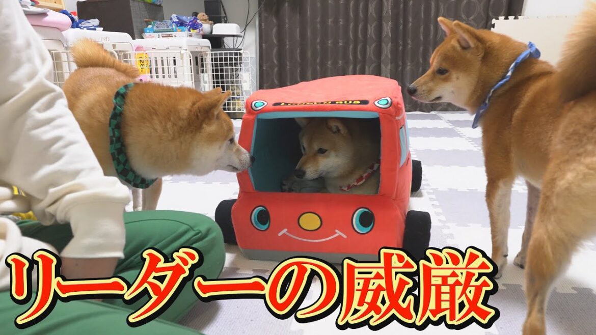誰かがバスに触れると争いが起こるのに、リーダーの柴犬が触れると争いが起こらない現象に驚きました。