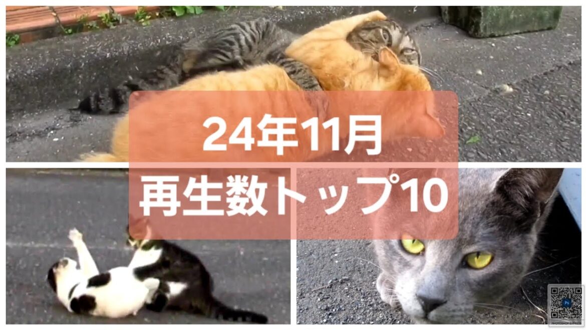 [野良猫]のぶしろ猫動画24年11月再生数トップ10！[straycat]Nobushiro Cat Video Top 10 views in November 24!