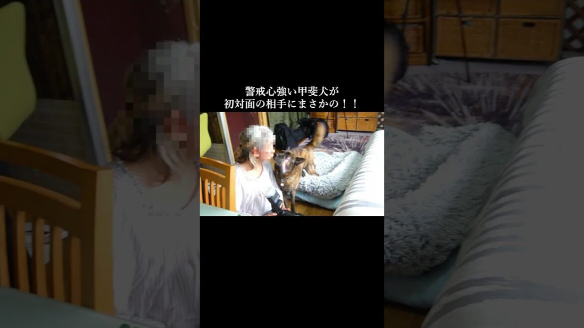 警戒心強い甲斐犬が初対面の相手に心を許した瞬間!! #甲斐犬 #犬のいる生活 #youtubeshorts 警戒心強い甲斐犬が初対面の相手に心を許した瞬間!! #甲斐犬 #犬のいる生活 #youtubeshorts