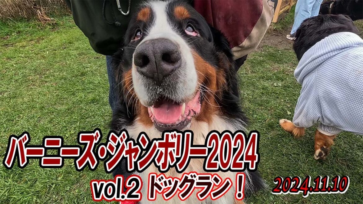 バーニーズだらけ！バニジャン・ドッグラン！ぐぅ放牧⁈退場せずに遊べるかい？(^^;／2024バニジャンvol.2／大型犬散歩