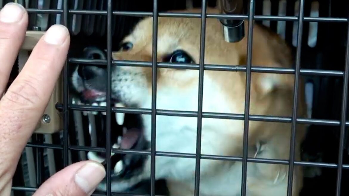 【海外向け再配信】柴犬を飼う前に是非見て欲しい動画 【海外向け再配信】柴犬を飼う前に是非見て欲しい動画