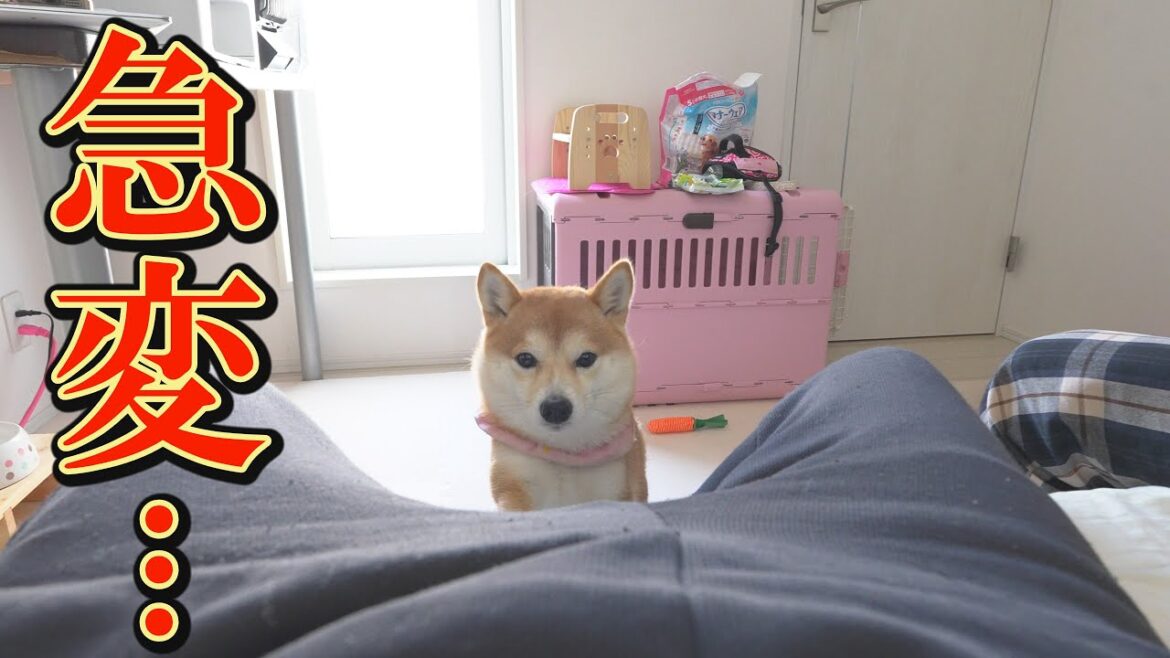 ヒート中の柴犬に、飼い主にとって悲しい変化が見られました・・・