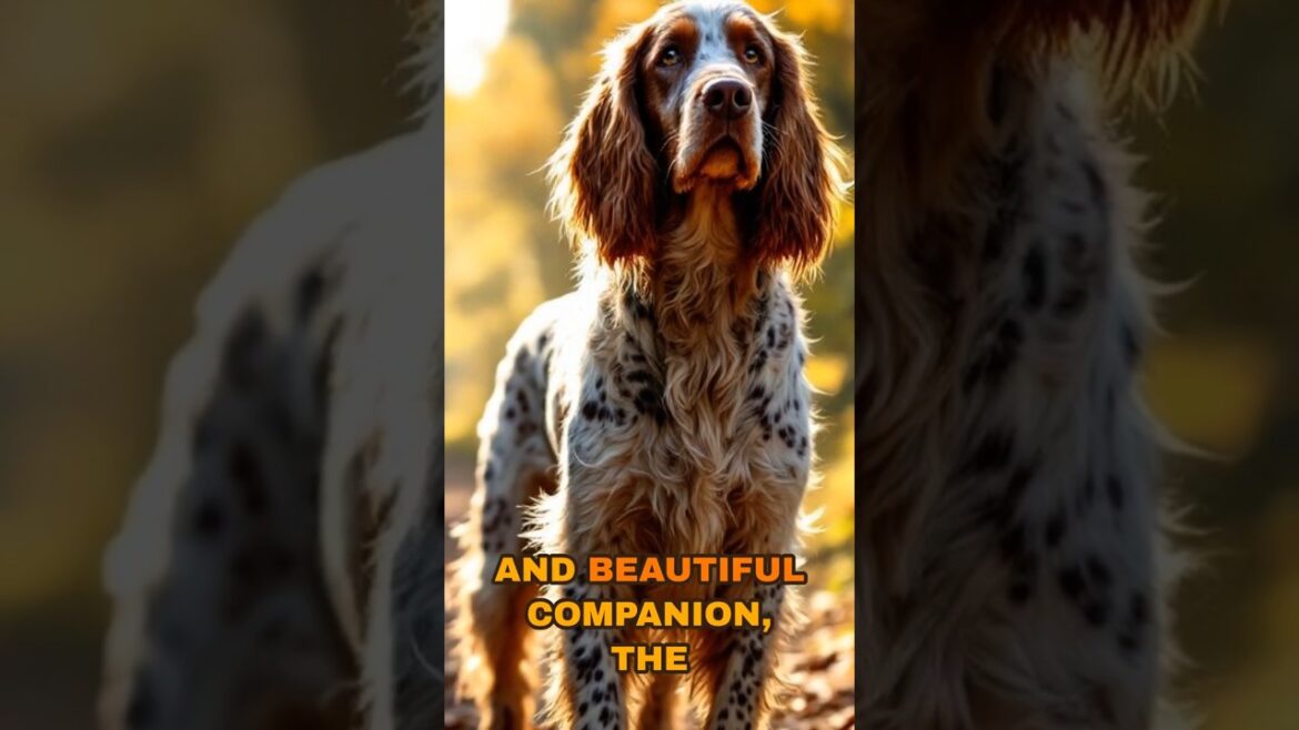 Introducing the English Setter #huntingdog #activedog #familydog