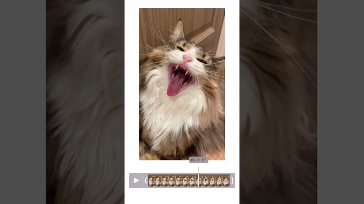 メタルキャットチャレンジ　#metalcat #cat #猫 #ノルウェージャンフォレストキャット #北欧猫