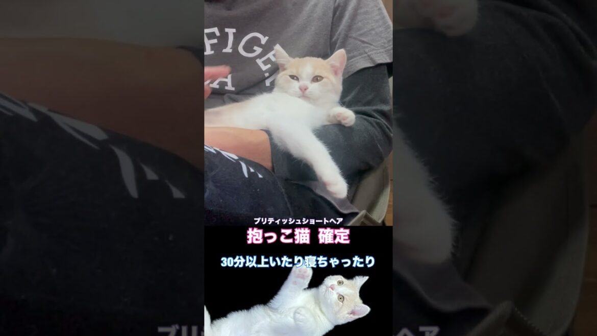 #shorts 【性格重視で育て上げ】ブリティッシュショートヘア女の子 #ブリテッシュショートヘアー #ねこ