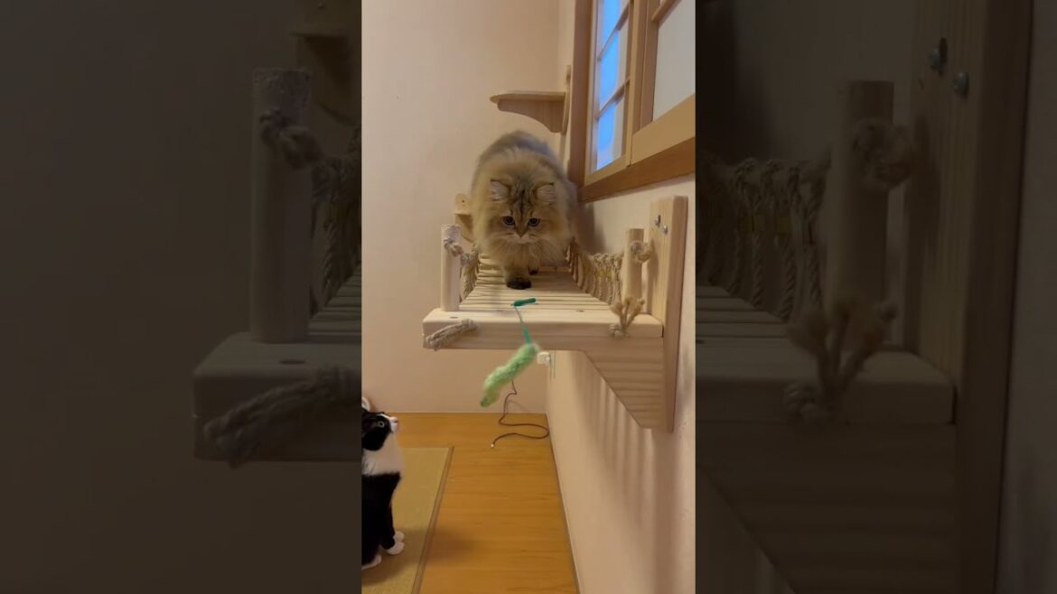 【Ojo Dibandingke】かわいいペルシャ猫【吊り橋を渡る♪】 【Ojo Dibandingke】かわいいペルシャ猫【吊り橋を渡る♪】