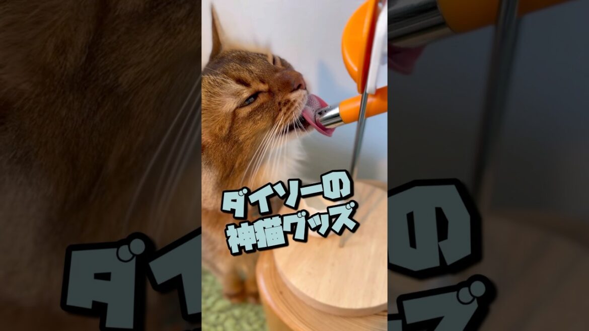 ダイソーの神猫グッズ  #ソマリ #猫のいる暮らし