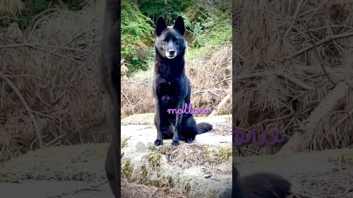 S79・甲斐犬が2頭います★山の子モロー編＃shorts