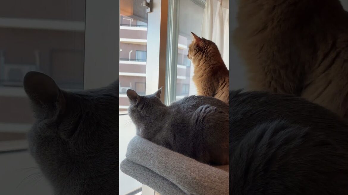 なかよしニャルソック #ロシアンブルー #ソマリ #猫のいるくらし