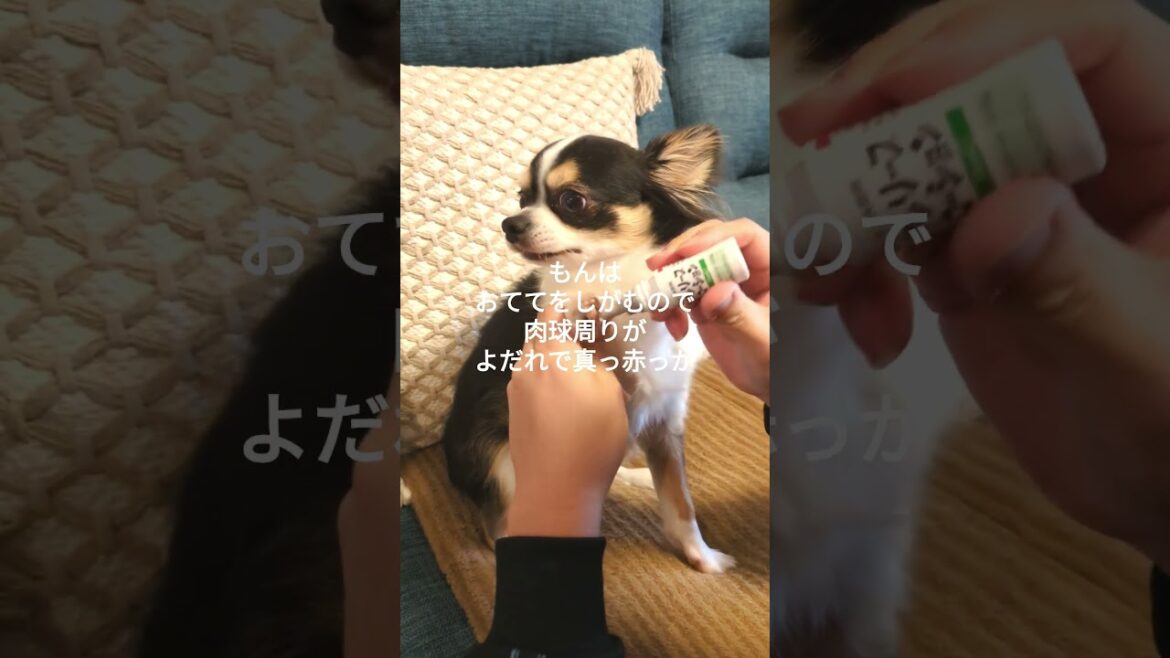 お薬塗り #ロングコートチワワ #チワワ  #多頭飼い