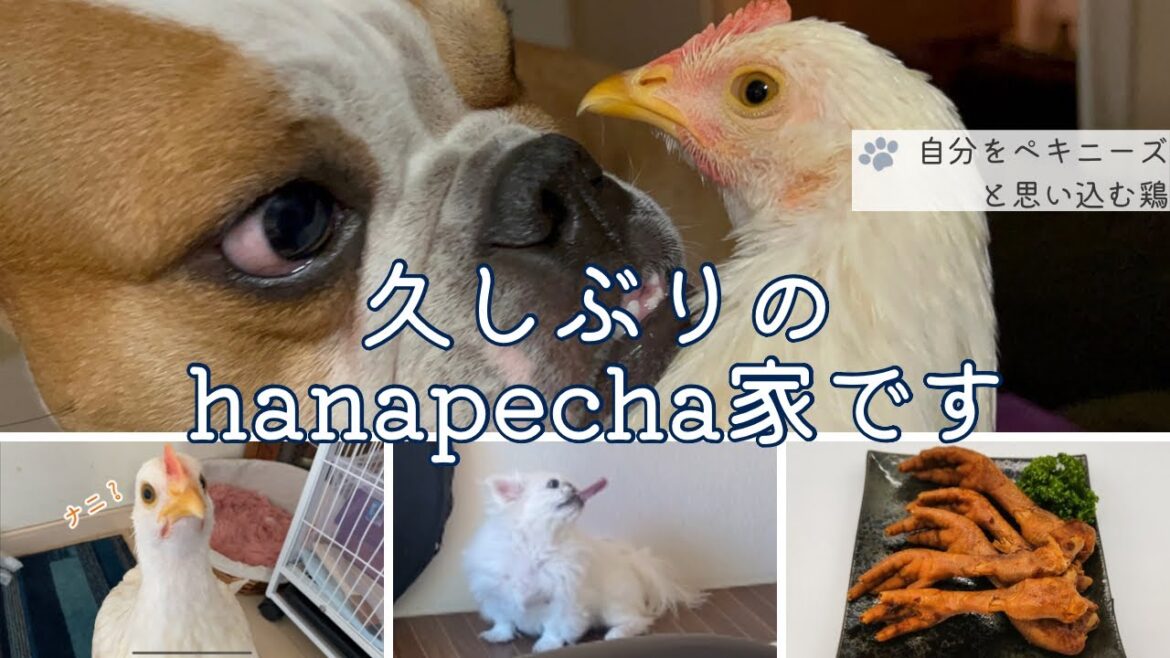 最近の2匹＆1羽です　自分をペキニーズと思い込む鶏の松子…