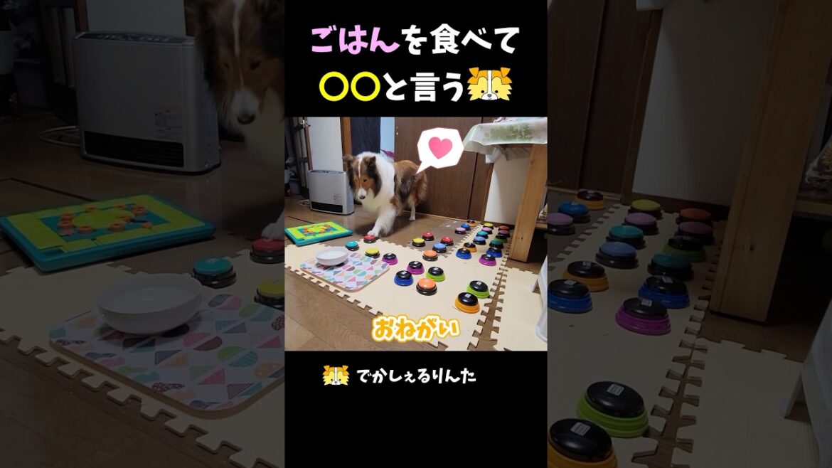 ごはんを食べて◯◯と言うシェルティ【会話ボタンでしゃべる犬】  #shorts #dog ごはんを食べて◯◯と言うシェルティ【会話ボタンでしゃべる犬】  #shorts #dog