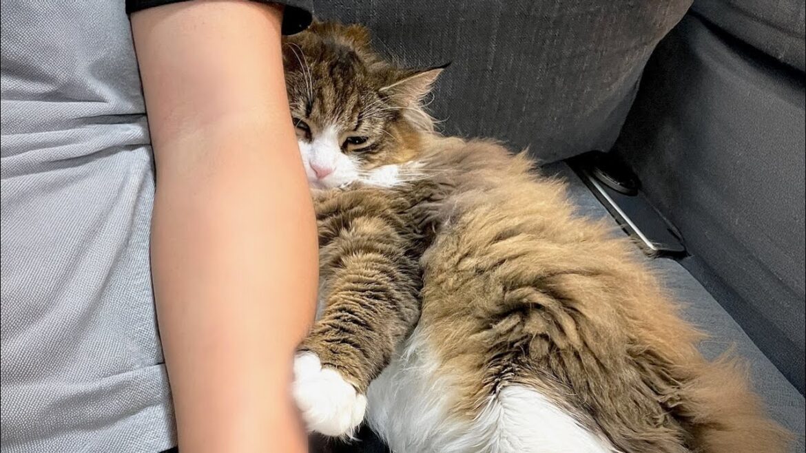 甘えん坊すぎてもはや犬！？北欧猫の可愛すぎる生態がこちらどす…