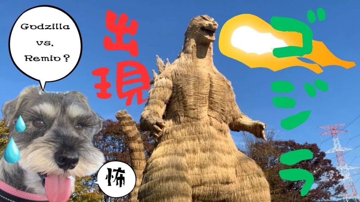 【ミニチュアシュナウザー】ゴジラ出現!果たしてレミオは戦えるのか⁉️福岡・筑前町の秋の絶景を見逃すな! 【ミニチュアシュナウザー】ゴジラ出現!果たしてレミオは戦えるのか⁉️福岡・筑前町の秋の絶景を見逃すな!