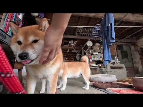 クールな柴犬たちにリードを付けるお仕事 クールな柴犬たちにリードを付けるお仕事