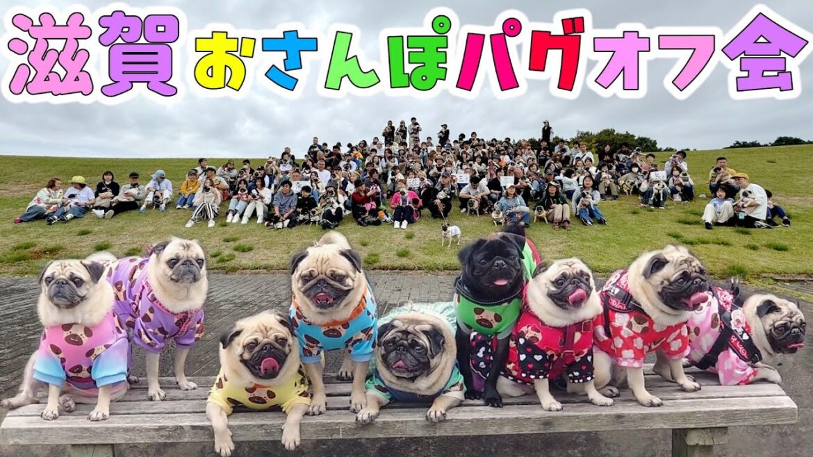 可愛すぎてほぼ撮影会なオフ会に行ってきました！｜パグレンジャー結成の地★｜※無駄編集あり｜パグのぺろぽん兄弟pug犬｜