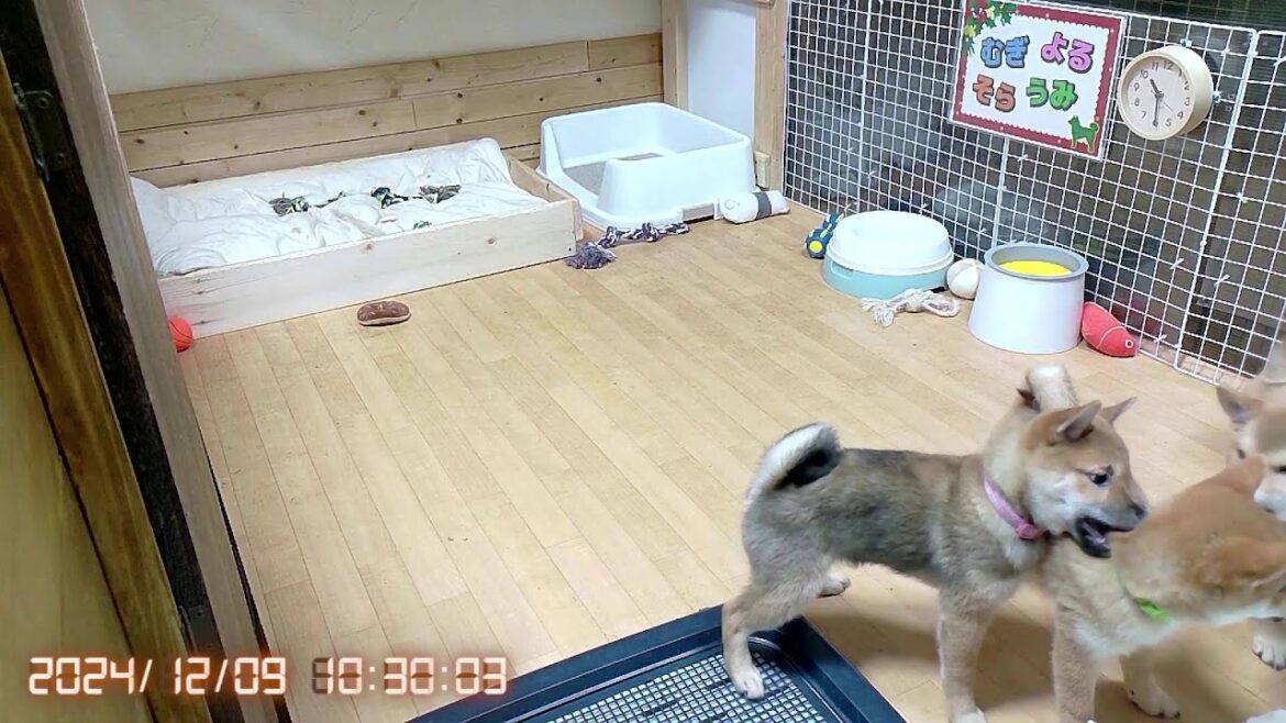 柴犬なつ！子育て生配信【生後91日】デジタル時計導入に成功しました！！
