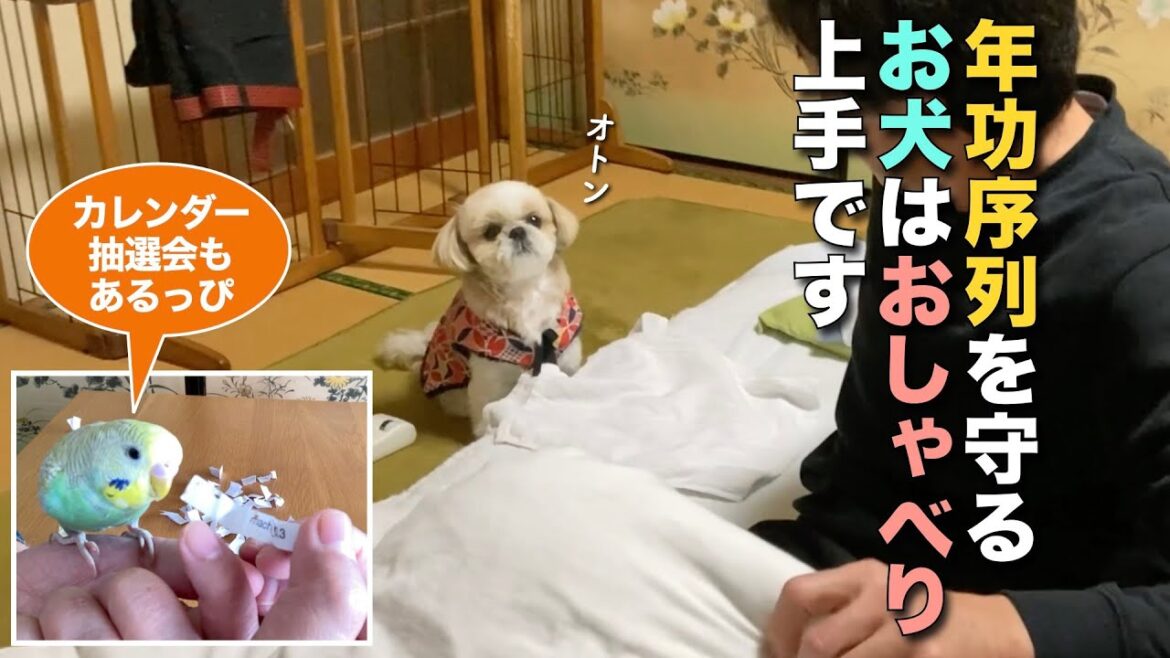 【シーズー】年功序列を守るお犬は、おしゃべり上手です www(他 りんちゃんの毎日が春休みでインコ抽選会あるよ♪)【362】 【シーズー】年功序列を守るお犬は、おしゃべり上手です www(他 りんちゃんの毎日が春休みでインコ抽選会あるよ♪)【362】