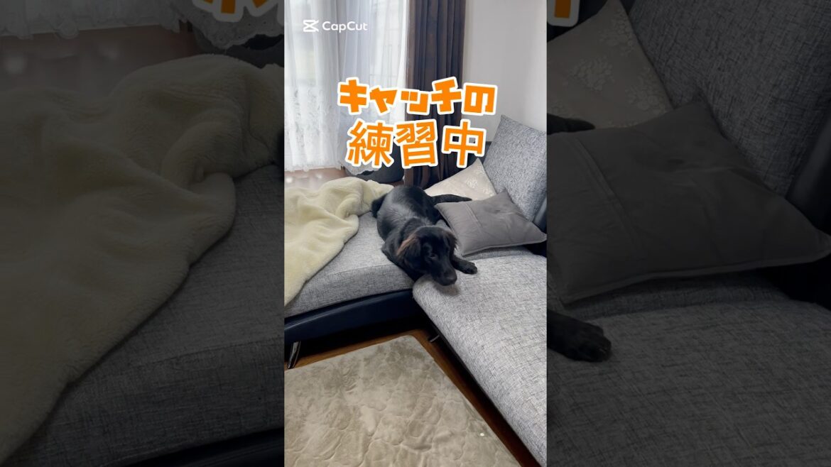 ルディ君7ヶ月になりました。 #フラットコーテッドレトリバー #dog #犬のいる生活