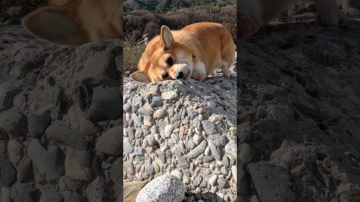 これができて嬉しそうなコーギー / A happy Corgi #corgi #コーギー #サクラ