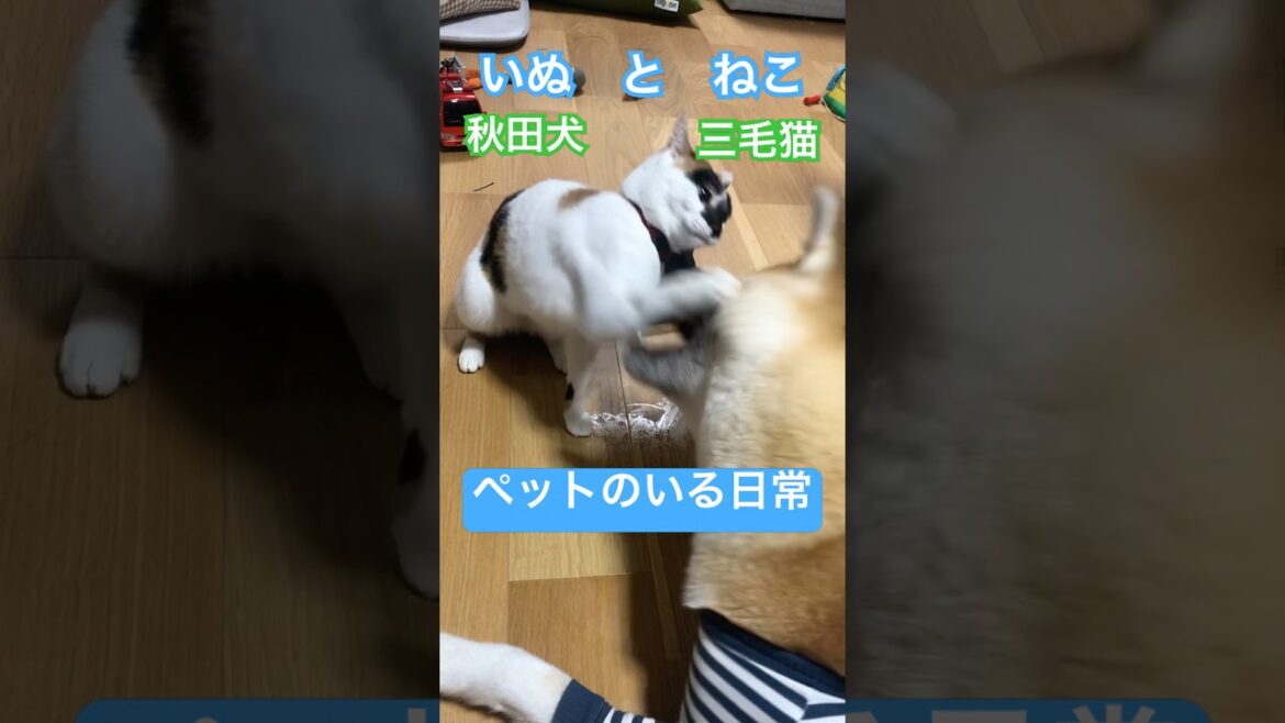 秋田犬の梅ちゃん。犬猫の日常👭