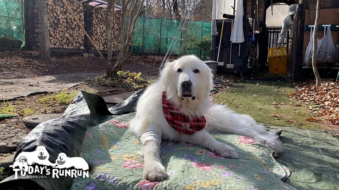 小雪の降る中お父さんの作業をジッと見守っていたルンルンです　Great Pyrenees　グレートピレニーズ