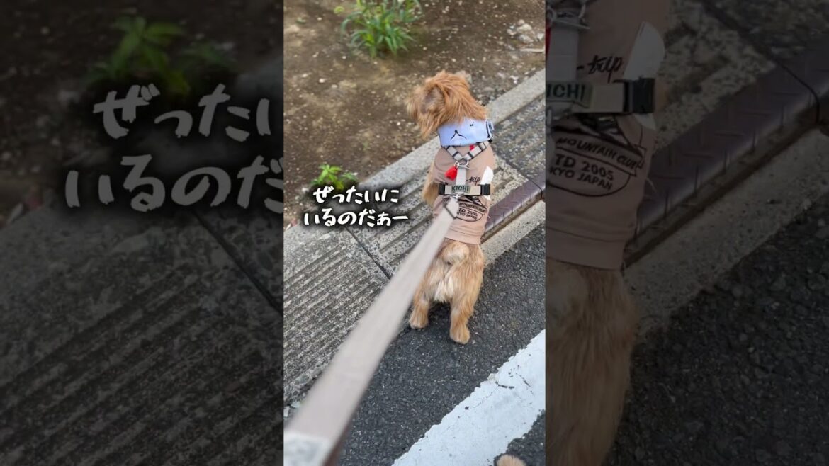 【温度差】#shorts #norfolkterrier #kichi #dog #ノーリッチテリア #nuts #キチ #ナッツ #猫探し #bestfriend