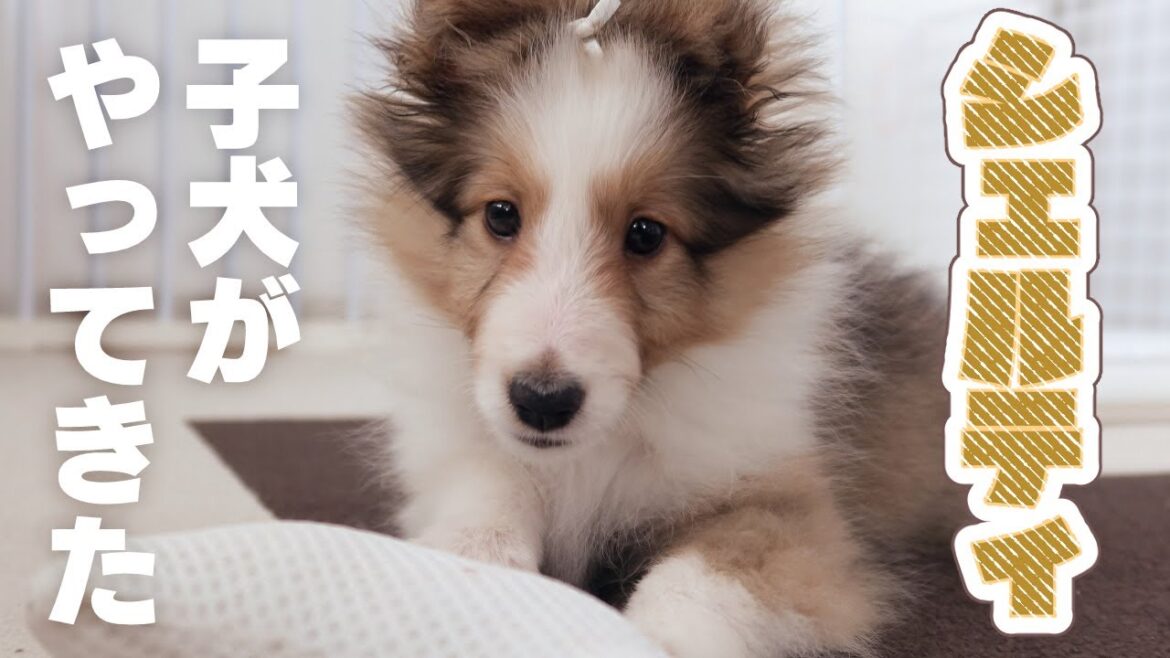 【シェルティ】子犬がやってきた！