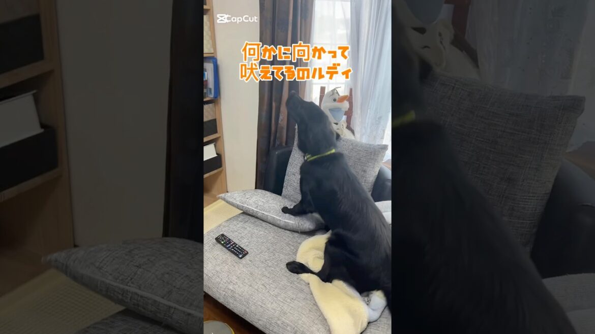 何かに向かって吠えてるルディ #フラットコーテッドレトリバー #dog #cat