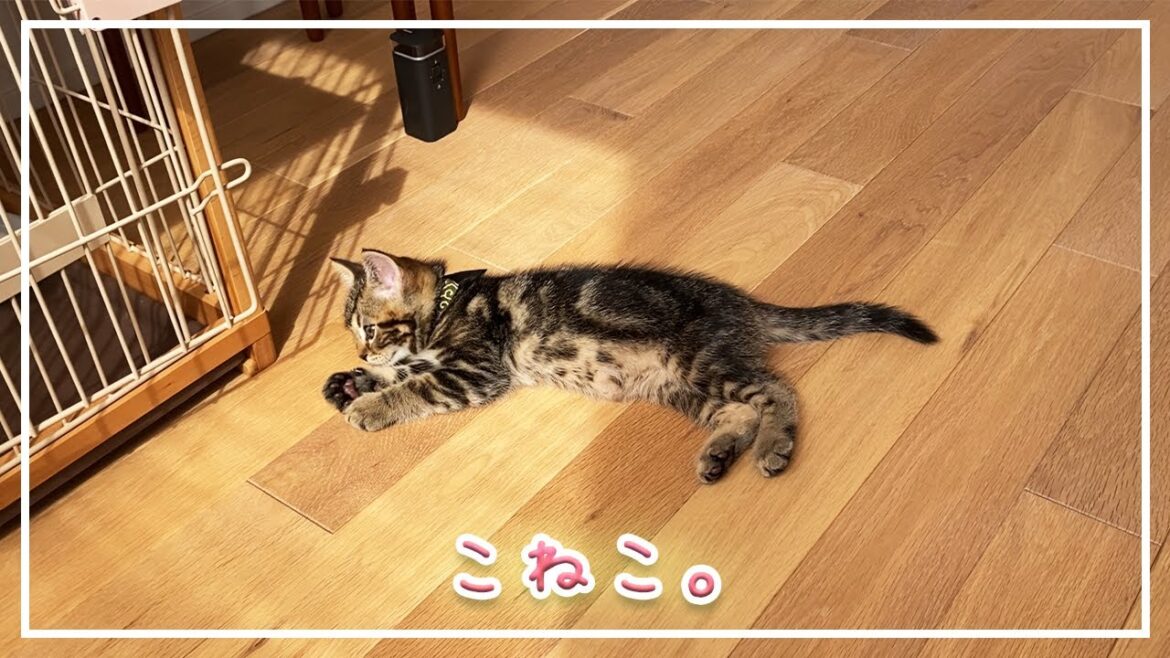【ほっけ】子猫の頃から変わらない半身浴【アメショ】#猫