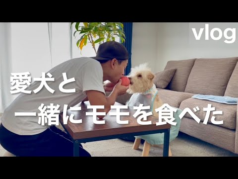 愛犬と一緒に実家から送ってくれた桃を食べた。レークランドテリア 愛犬と一緒に実家から送ってくれた桃を食べた。レークランドテリア