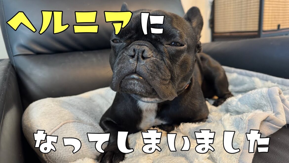 ショック！末っ子ノアが突然ヘルニアになってしまいました💦