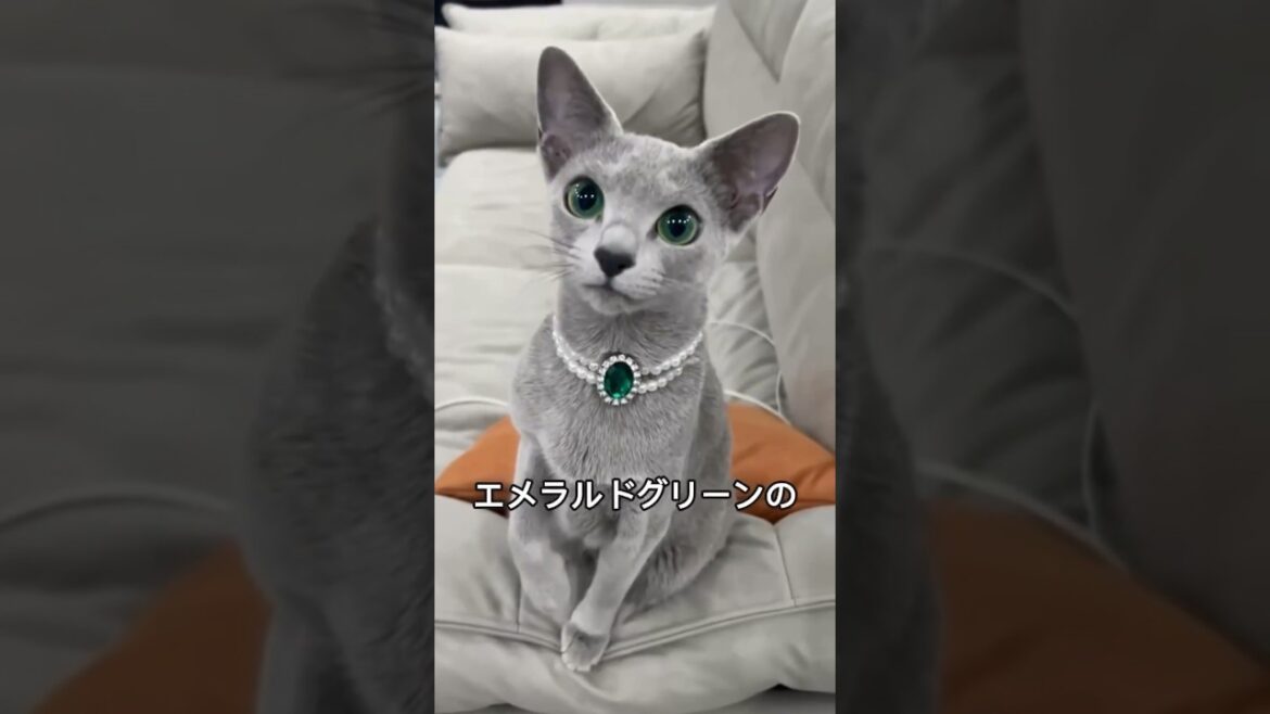 ロシアンブルーの魅力と可愛さを1分で解説！ #ロシアンブルー #russianblue #shorts