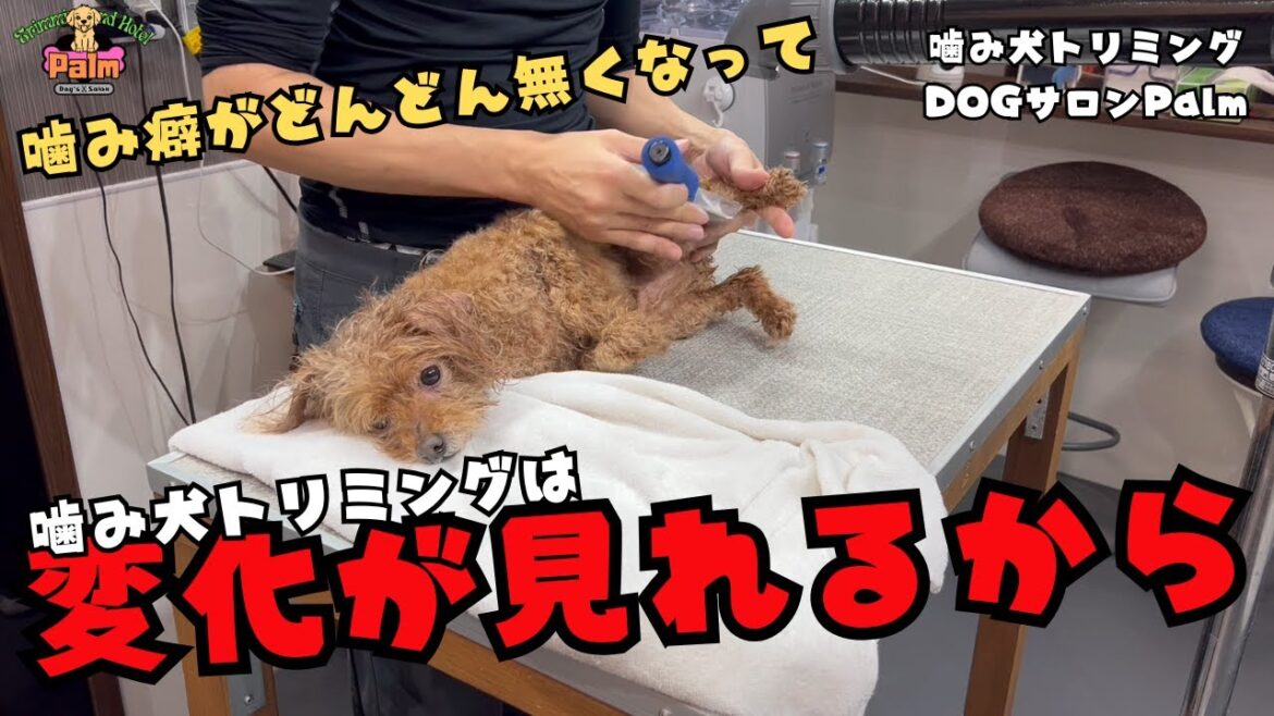 安楽死を勧められたトイプードルの噛み犬トリミング!! 安楽死を勧められたトイプードルの噛み犬トリミング!!