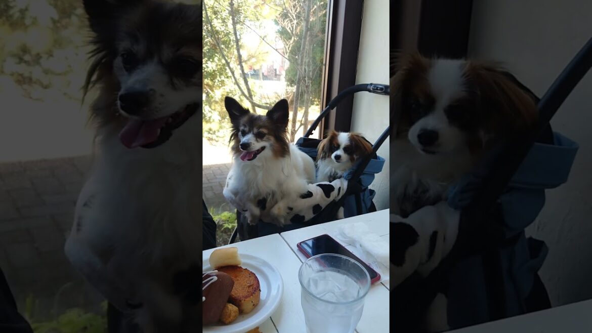 期待膨らむわんこ達が可愛い #ドッグカフェ #パピヨン #犬のいる暮らし