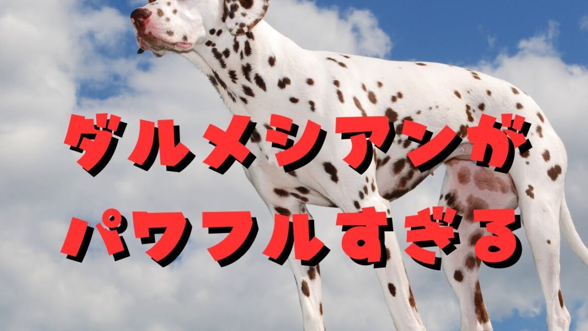 ダルメシアンがパワフルすぎる