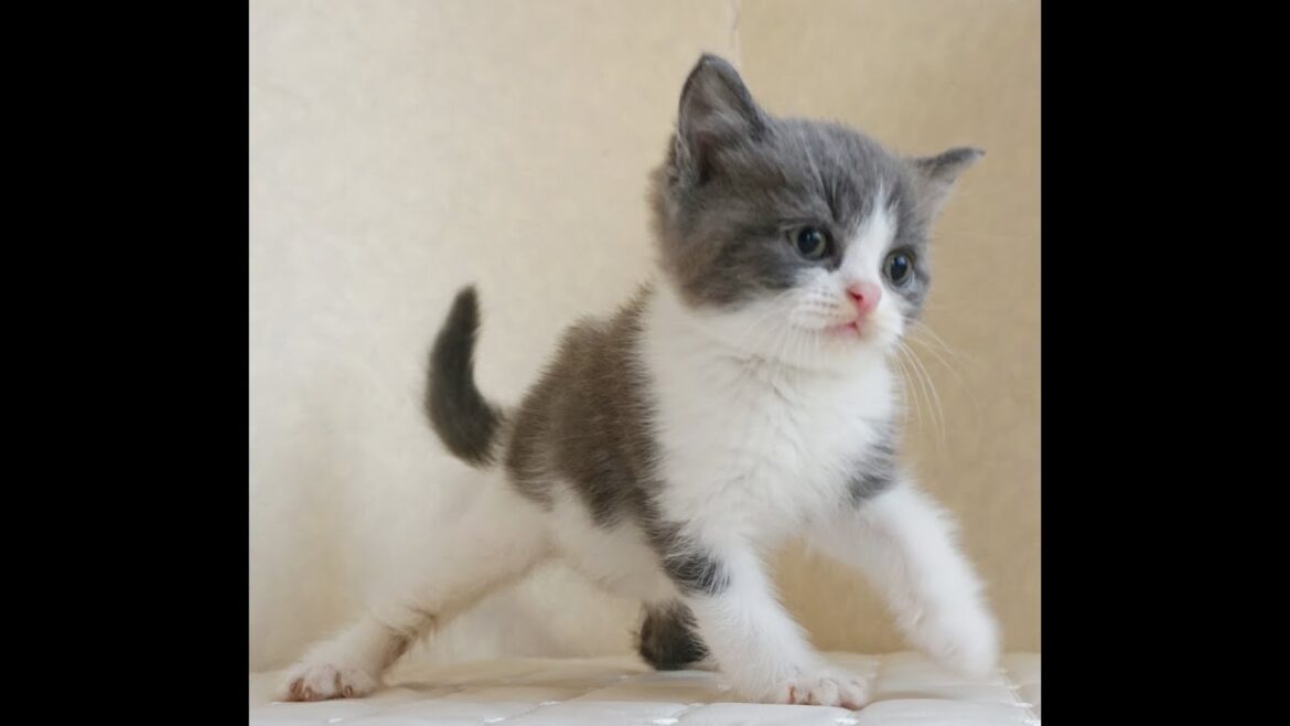 ブリティッシュショートヘアー子猫 British Shorthair 2024.10.18産まれ ブルー&ホワイト 男の子 シーダキャット猫のお店 ブリティッシュショートヘアー子猫 British Shorthair 2024.10.18産まれ ブルー&ホワイト 男の子 シーダキャット猫のお店