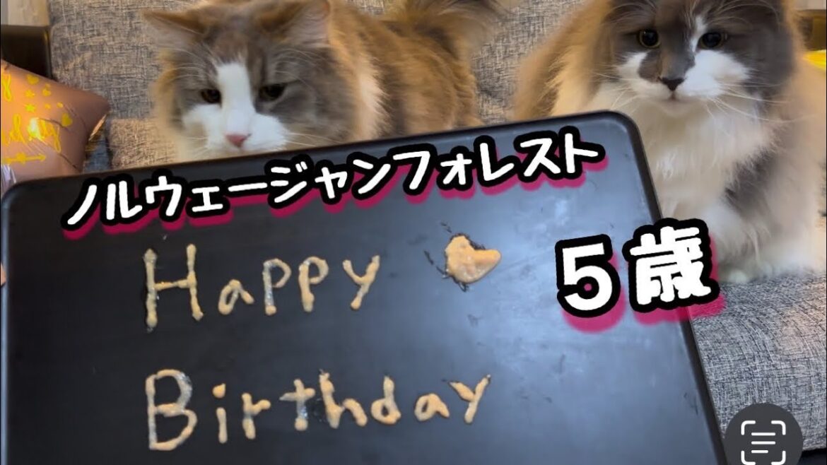 ノルウェージャンフォレストキャットがさらにでっかい猫になりました！