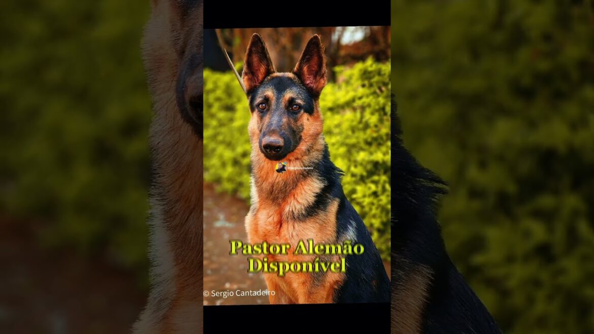 Kiara: A Pastora Alemã Pronta para Sua Família 🐾✨ Kiara: A Pastora Alemã Pronta para Sua Família 🐾✨