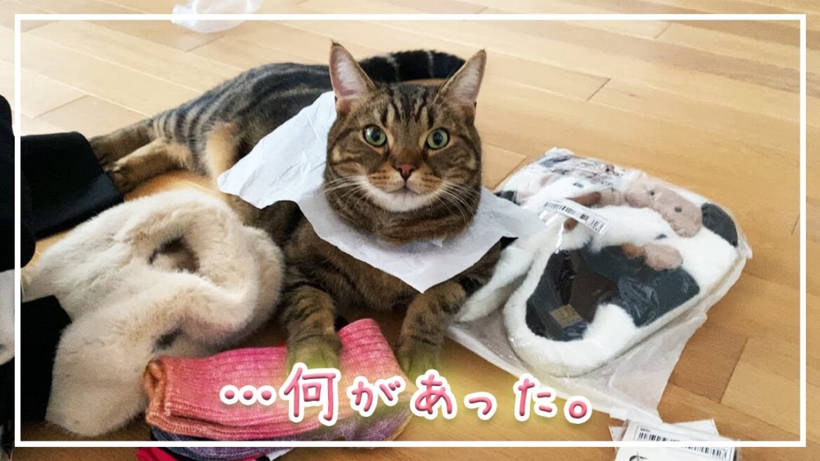 【ほっけ】突然情報量を増やしてくる我が子【アメショ】#猫
