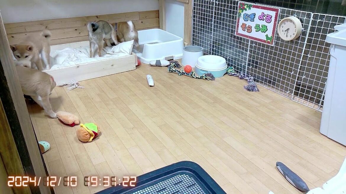 柴犬なつ!子育て生配信【生後92日】初めての注射の動画も配信されています!是非♪ 柴犬なつ!子育て生配信【生後92日】初めての注射の動画も配信されています!是非♪