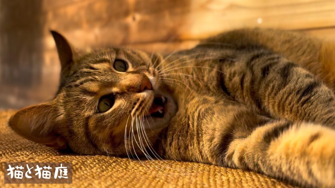 騒がしいあいつが猫庭に冬の到来を告げる