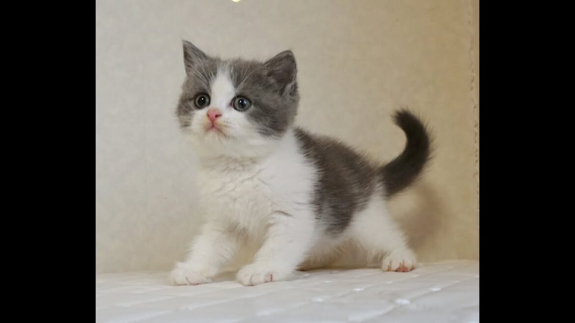 ブリティッシュショートヘアー子猫　British Shorthair　2024.10.18産まれ　ブルー&ホワイト　男の子　シーダキャット猫のお店
