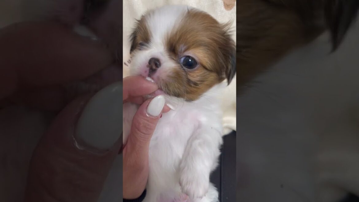 #狆 #baby #Japanesechin #dog #日本犬 #中国原産じゃないよ✋ #無駄吠え の無い犬 #あまり吠えない #わんこ #ワンと言えない犬 #あかちゃん