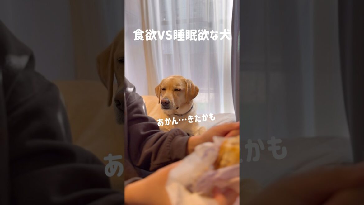 食欲VS睡眠欲な犬★#shorts #labradorretriever #ラブラドールレトリバー #大型犬 #可愛い #癒し #眠い犬 #ぼんちゃん