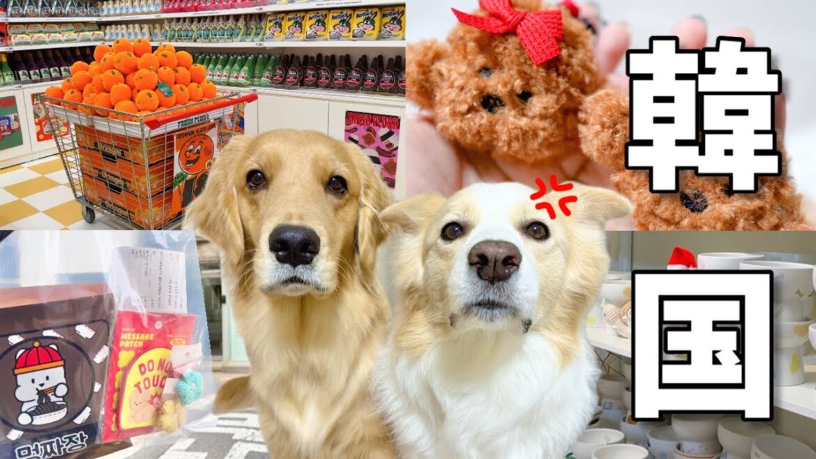 韓国ヤバすぎる!!犬グッズを探しに行ったら破産寸前になってしまいました...【ボーダーコリー•ゴールデンレトリバー】