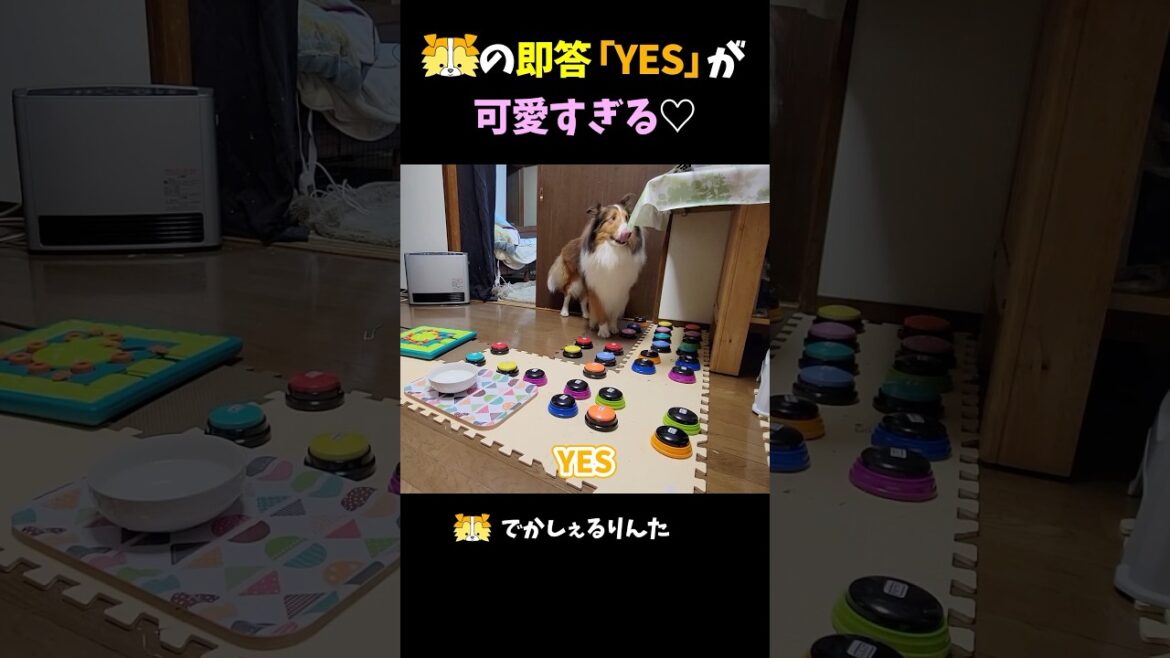 シェルティの即答「YES」が可愛すぎる【会話ボタンでしゃべる犬】 #shorts #dog